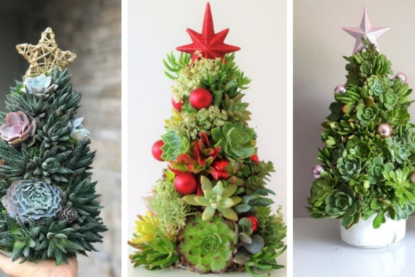 3 modelos de suculentas para decoração de natal