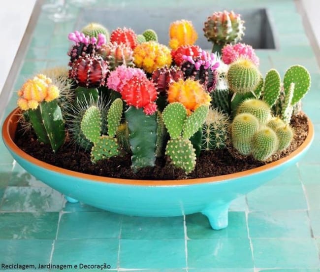 vaso grande com varios cactos.