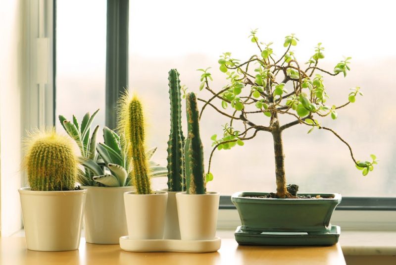 modelos de vasos com cactos em varias espécies 