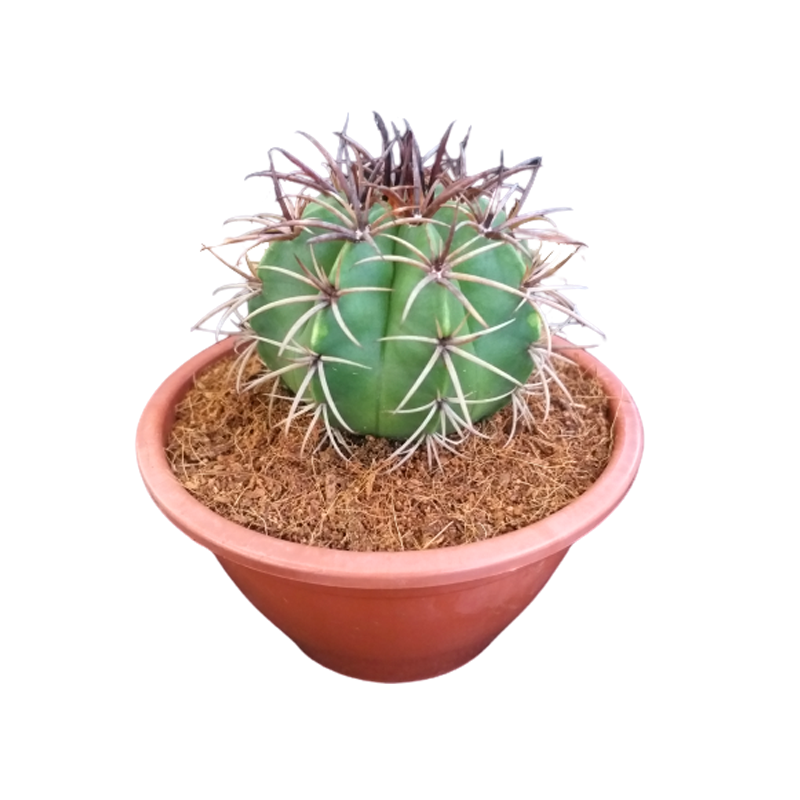 modelo de vaso de Cacto-coroa-de-cristo.