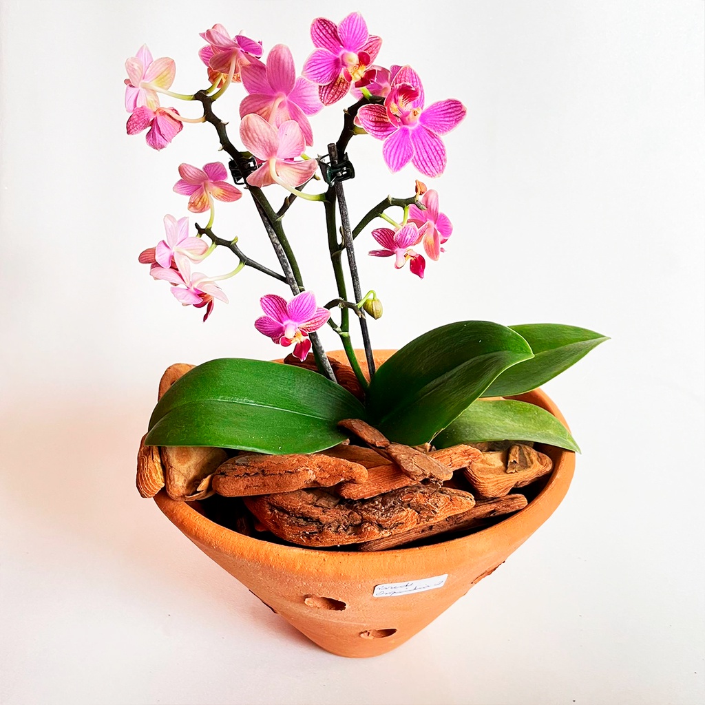 Vasos de Orquídeas: Elegância e Beleza na Arte de Decorar - Casa Pré ...